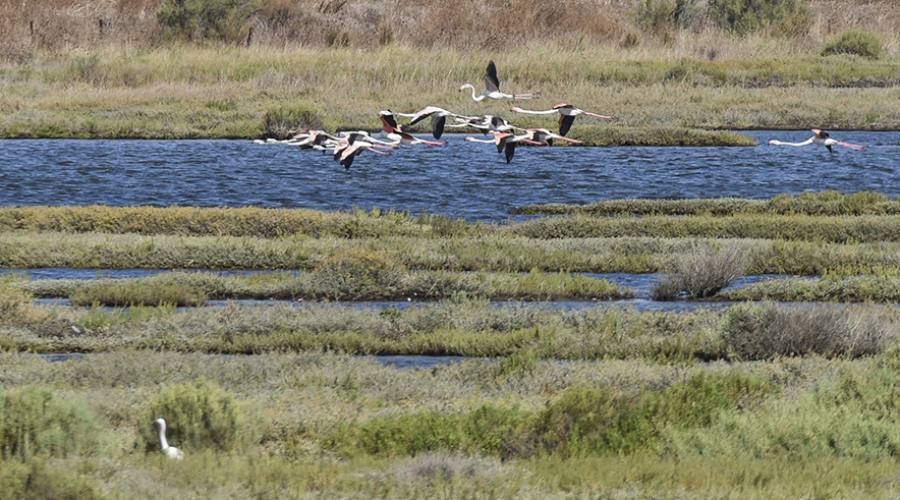 Fenicotteri nell'Oasi degli Orti-Bottagone