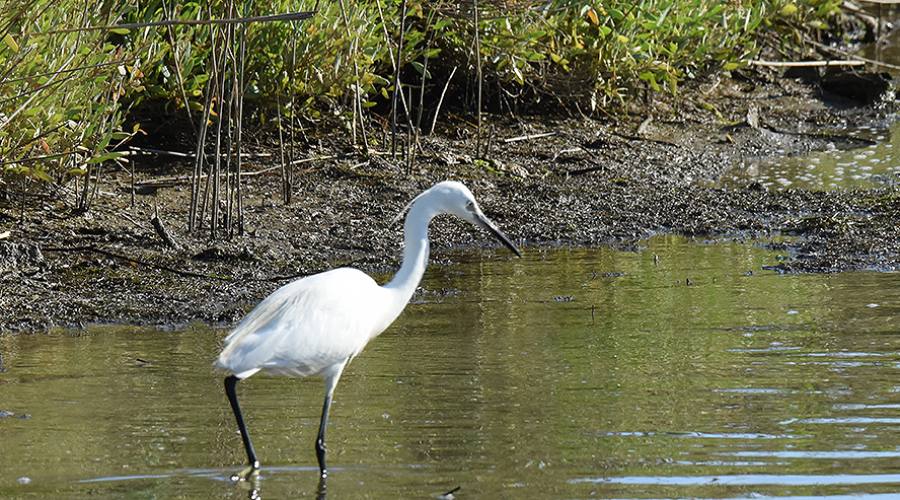 Un inquilino dell'Oasi della Diaccia-Botrona
