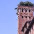Lucca: la Torre Guinigi