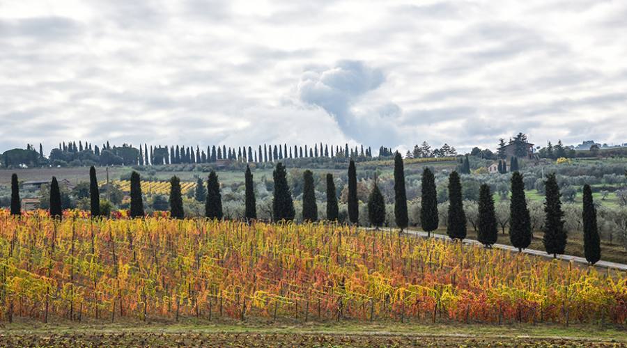 Val d'Orcia: tipico panorama con cipressi e vitigni