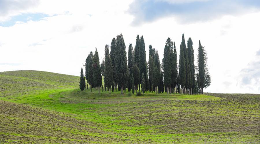 San Quirico: i cipressi, emblema della Val d'Orcia