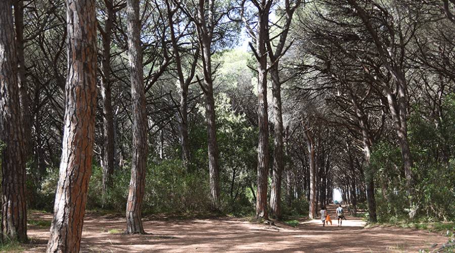 La pineta secolare