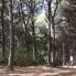 La pineta secolare
