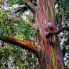 Maui _ Rainbow Eucalyptus a Ke'anae Arboretum