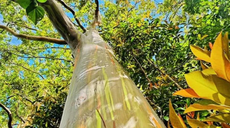 Maui _ Rainbow Eucalyptus a Ke'anae Arboretum
