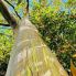 Maui _ Rainbow Eucalyptus a Ke'anae Arboretum