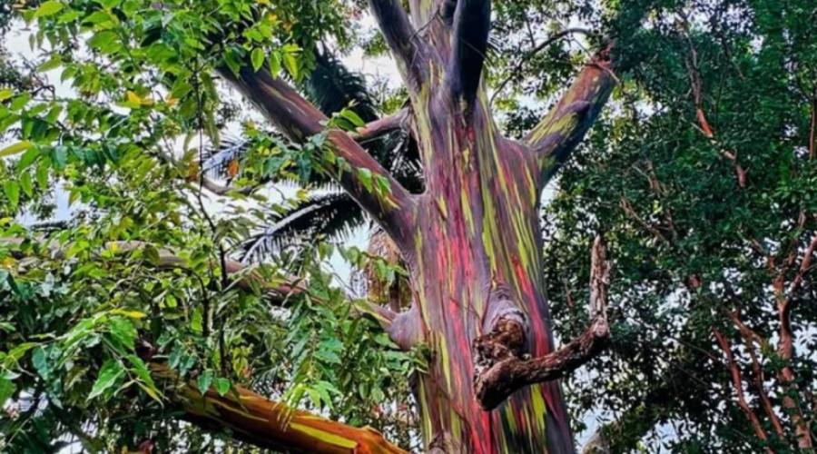 Maui _ Rainbow Eucalyptus a Ke'anae Arboretum