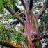 Maui _ Rainbow Eucalyptus a Ke'anae Arboretum