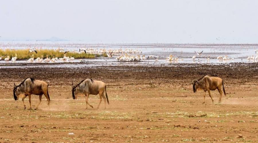 Gnu al Lago Manyara