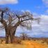 Baobab al Tarangire
