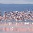 Fenicotteri rosa a Lake Manyara