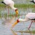 Cicogne trampoliere a Lake Manyara