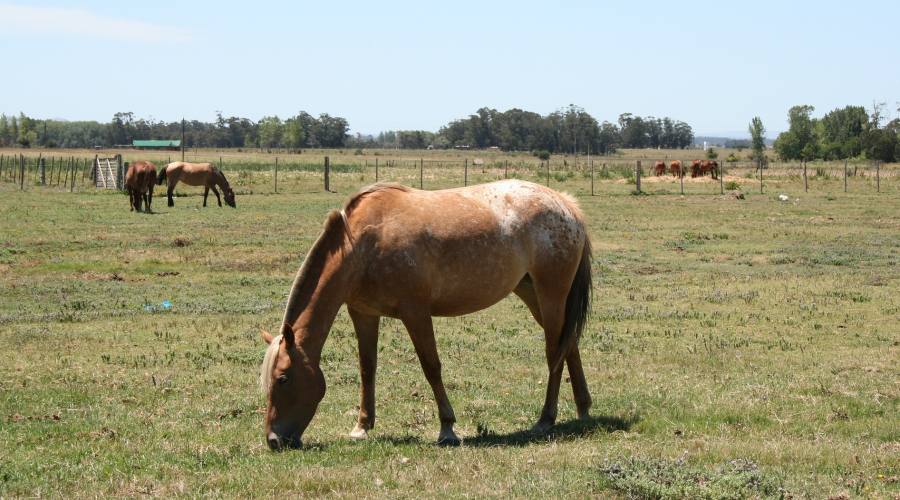 A Cavallo in Uruguay