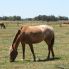 A Cavallo in Uruguay