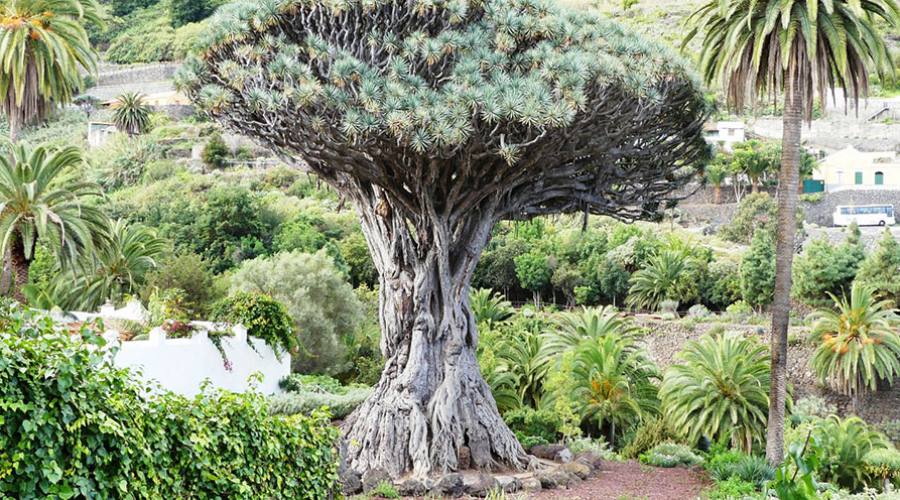 La vegetazione singolare delle Canarie: Il ‘’drago’’