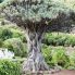 La vegetazione singolare delle Canarie: Il ‘’drago’’