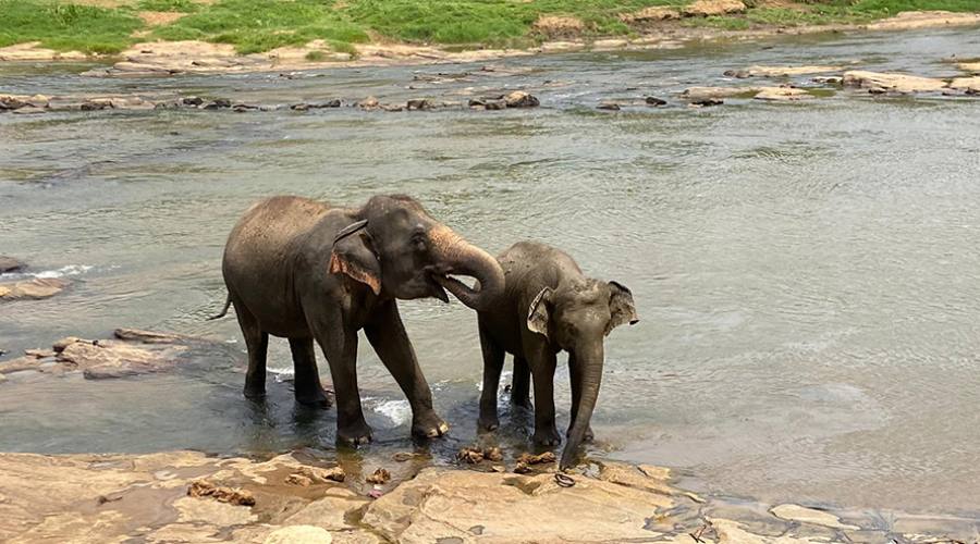 La Millennium Elephant Foundation