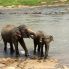 La Millennium Elephant Foundation