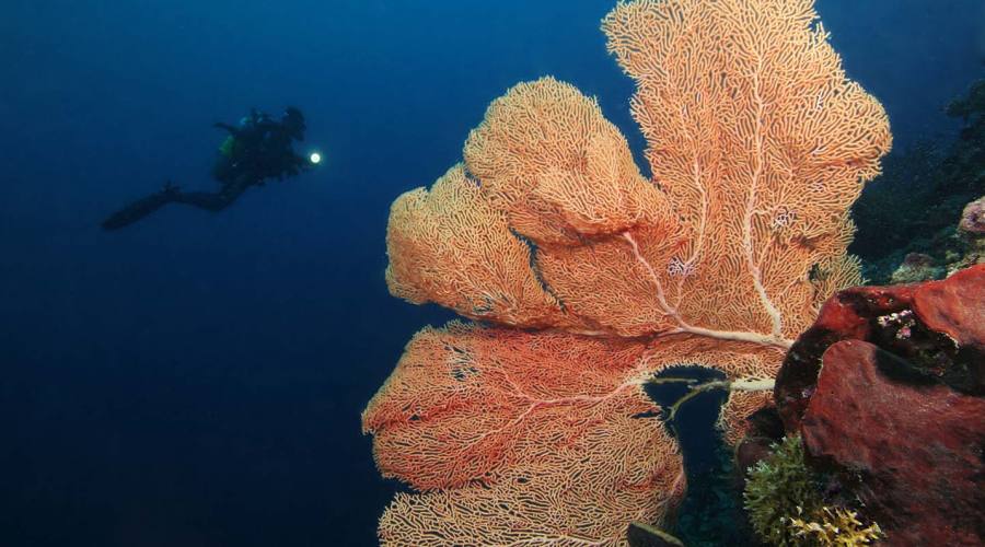 diving