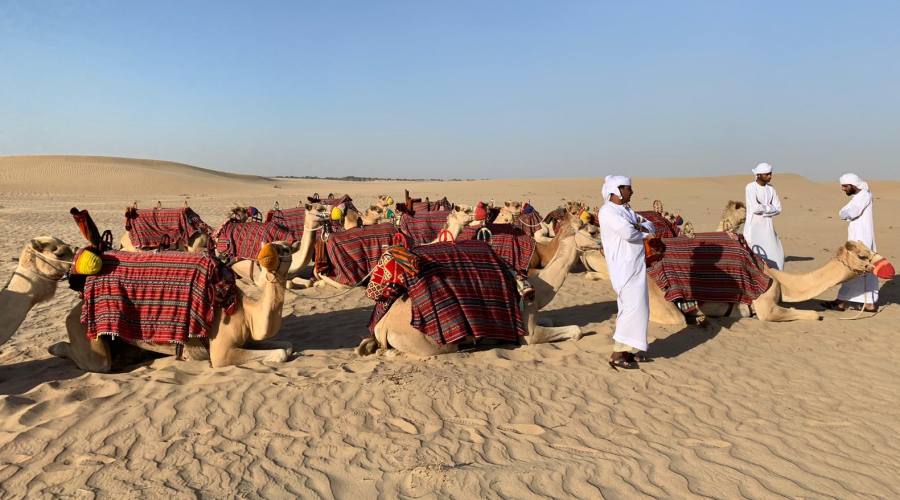 Deserto e cammelli
