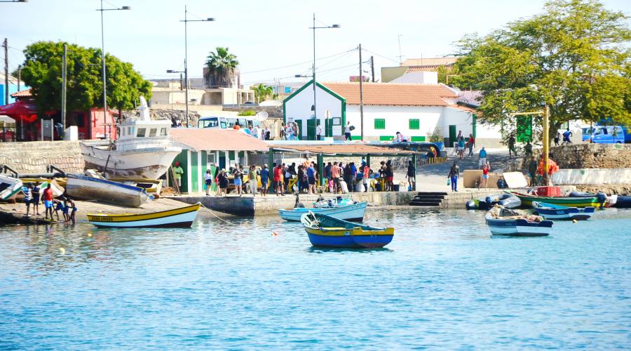 Palmeira