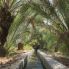 Oasi di Al Ain