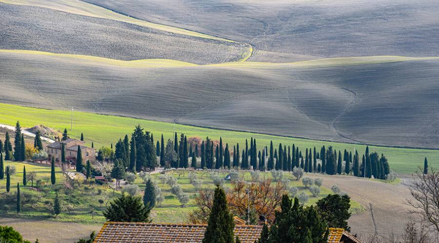 Cipressi in Val d'Orcia