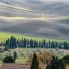 Cipressi in Val d'Orcia