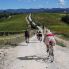 Strade bianche in mezzo ai vitigni