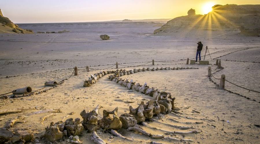 Il cimitero delle balene