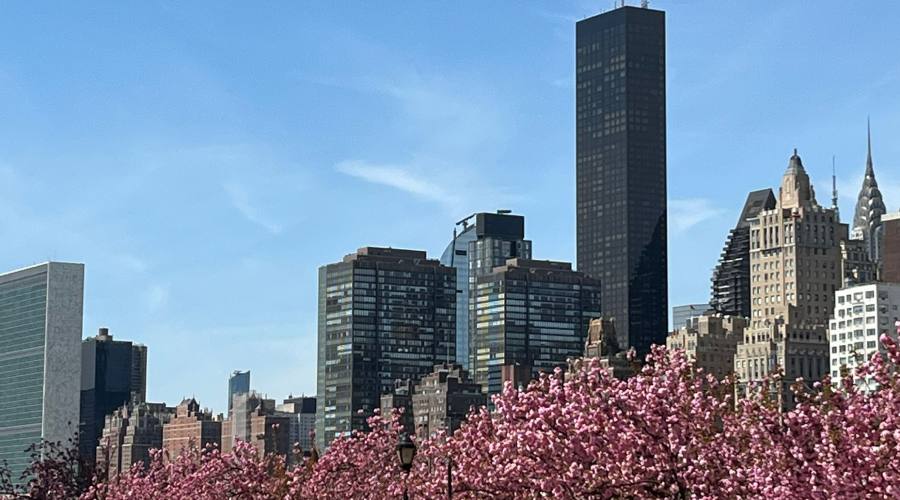 Ciliegi in fiore a Manhattan