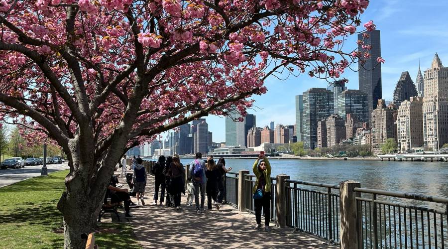 Ciliegi in fiore a Roosevelt Island