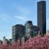 Ciliegi in fiore a Manhattan