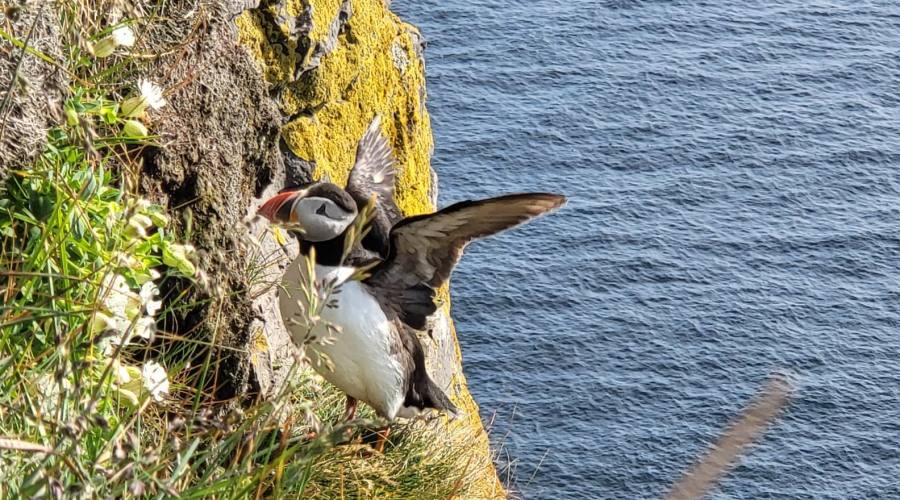 Puffin su scogliere Latrabjarg - Fiordi dell'Ovest