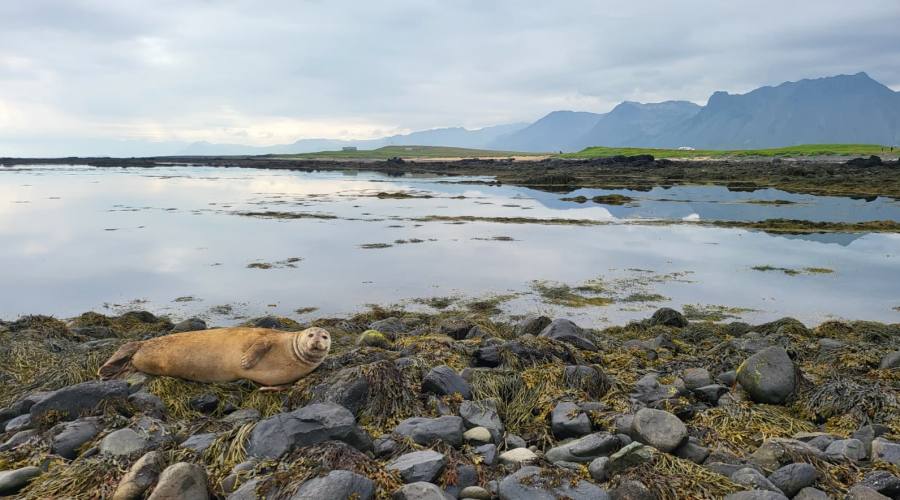 Spiaggia Ytri Tunga - Penisola di Snaefells