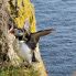Puffin su scogliere Latrabjarg - Fiordi dell'Ovest
