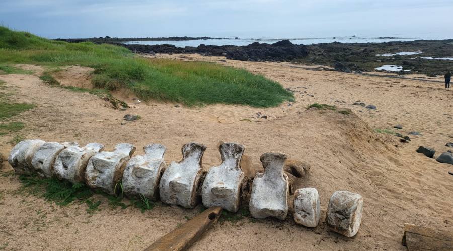 Spiaggia Ytri Tunga - Penisola di Snaefells