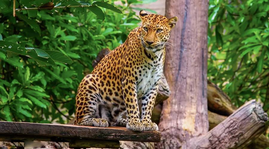 Un leopardo a Yala