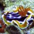 Nudibranco