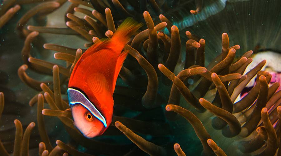 Dando un'occhiata sott'acqua