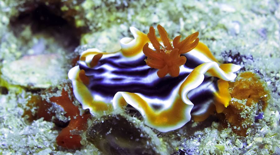 Nudibranco