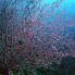 Gorgonia