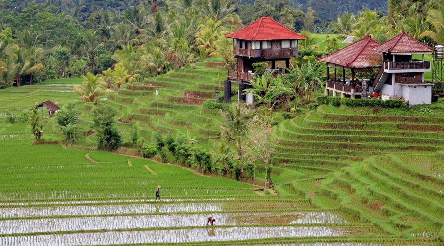 Le risaie di Bali in Escursione