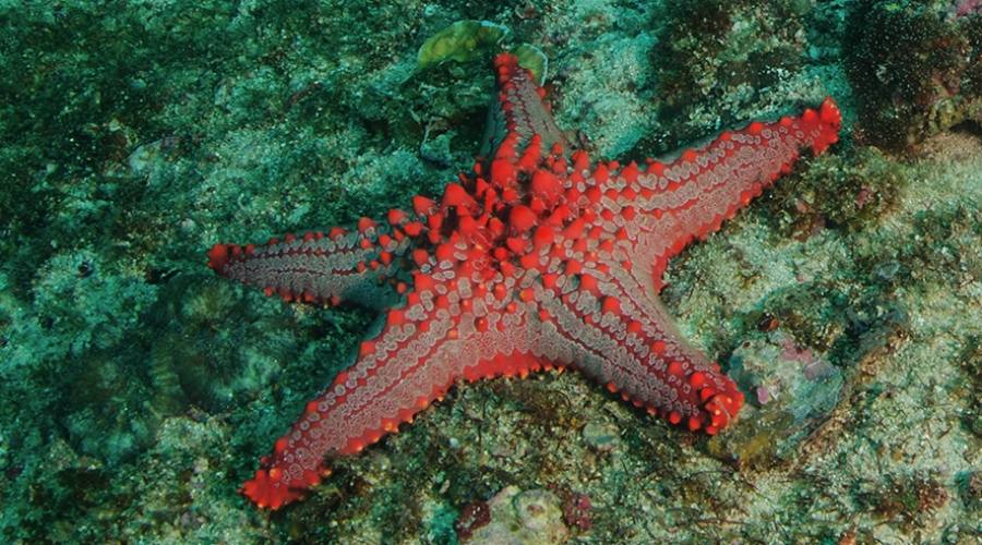 Snorkeling alle Filippine