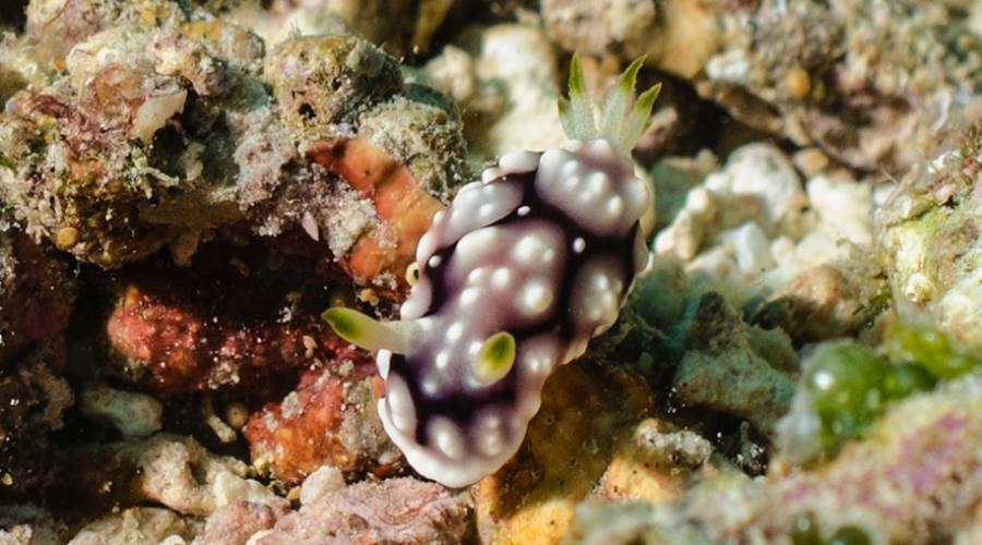 Snorkeling alle Filippine