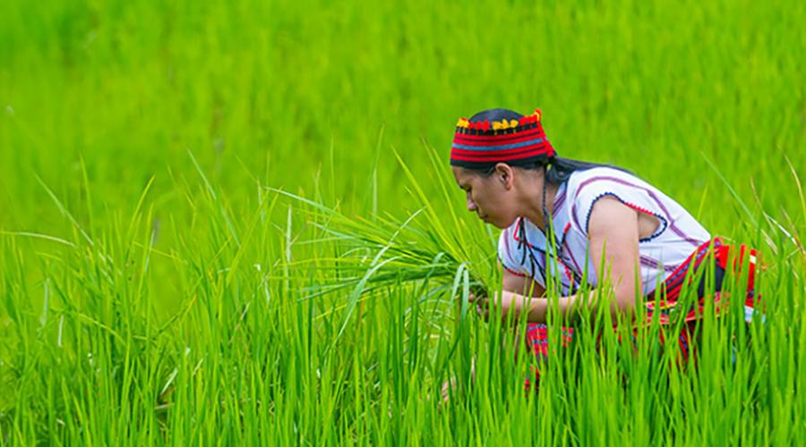 Banaue: raccolta del riso