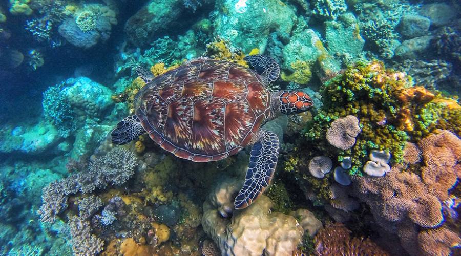 Dumaguete, una tartaruga marina