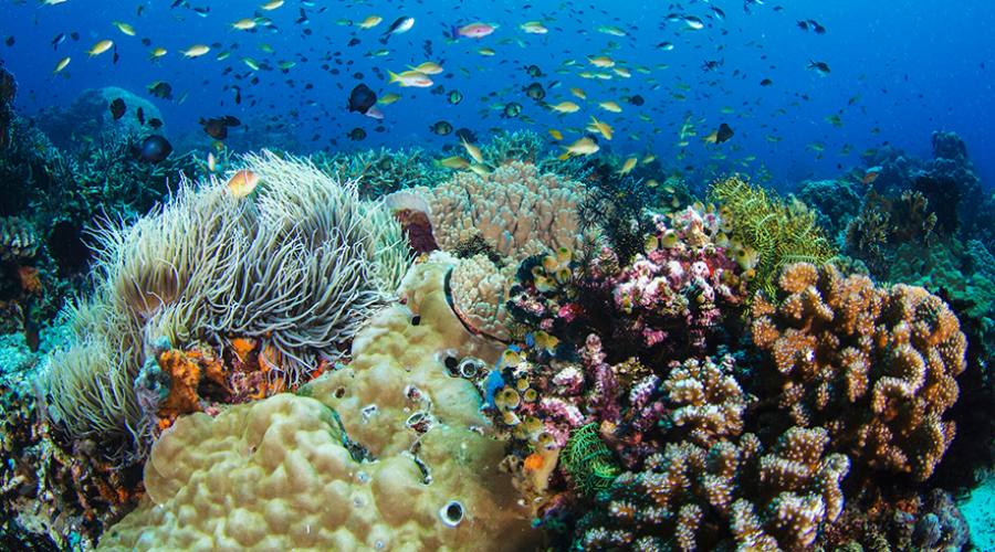 Dumaguete, i fondali di Apo Island