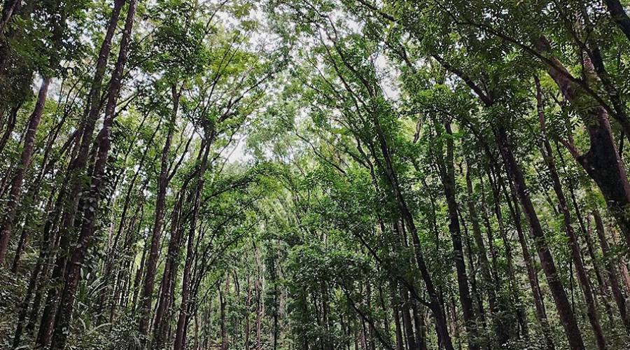 Bohol, foresta di mogano