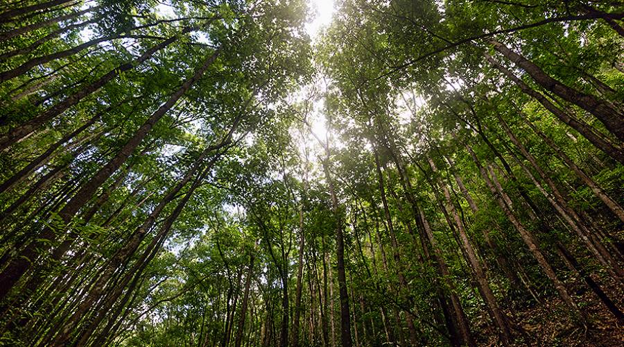 La Foresta di Mogano